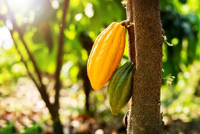 Cultivo de cacao