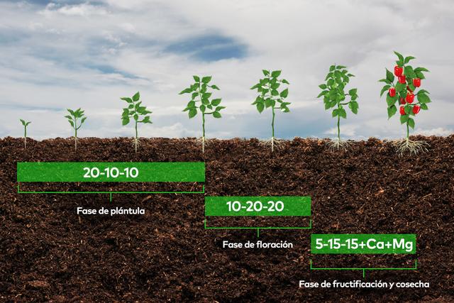 Elaboración de programa